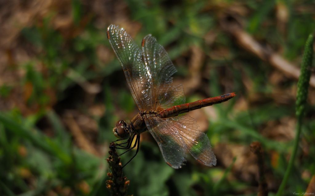 Sympetrum fonscolombii??